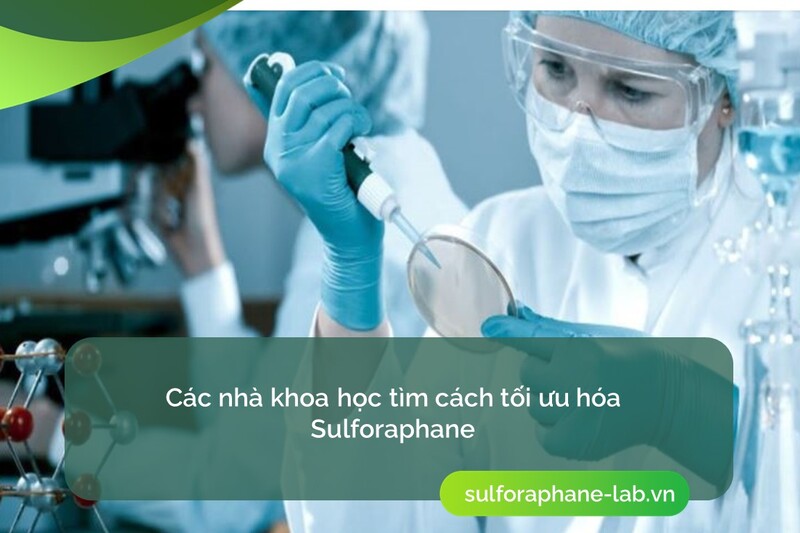 lich-su-hoat-chat-sulforaphane-so-3.jpg