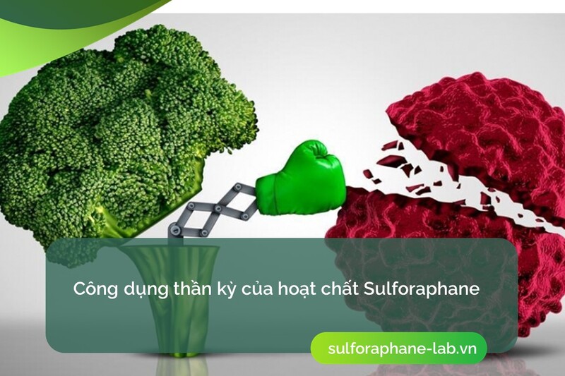/lich-su-hoat-chat-sulforaphane-so-4.jpg