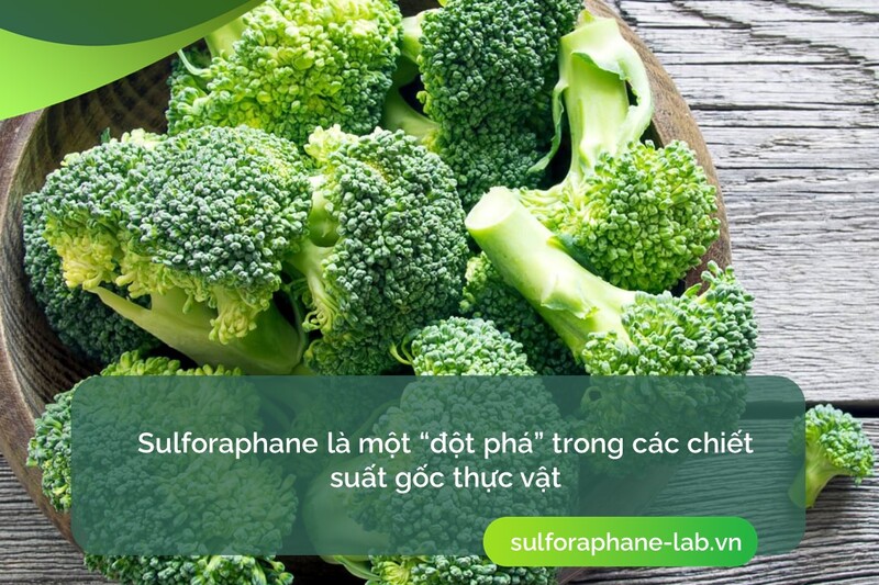 sulforaphane-dot-pha-trong-cac-chiet-suat-goc-thuc-vat-so-2.jpg