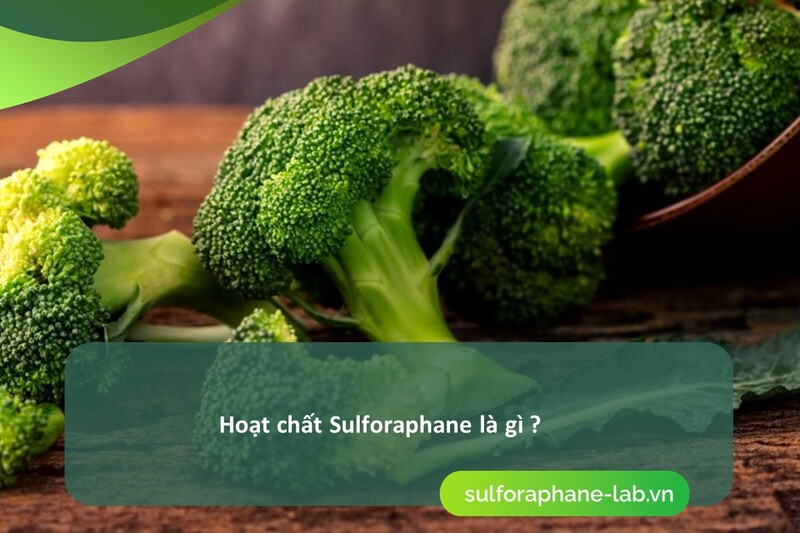 sulforaphane-hoat-chat-ho-tro-gan-nhiem-mo-va-giai-doc-gan-hieu-qua-so-1.jpg