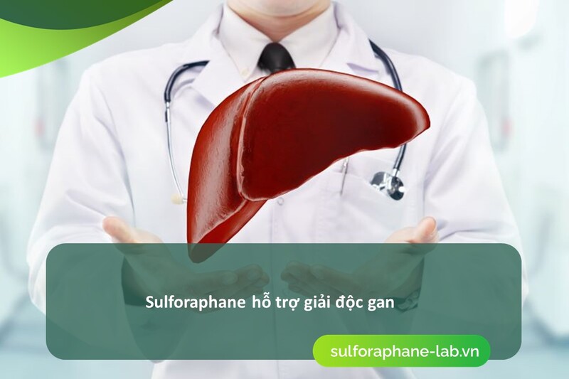 sulforaphane-hoat-chat-ho-tro-gan-nhiem-mo-va-giai-doc-gan-hieu-qua-so-3