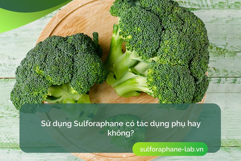 y-nghia-duoc-ly-cua-sulforaphane-so-3.jpg