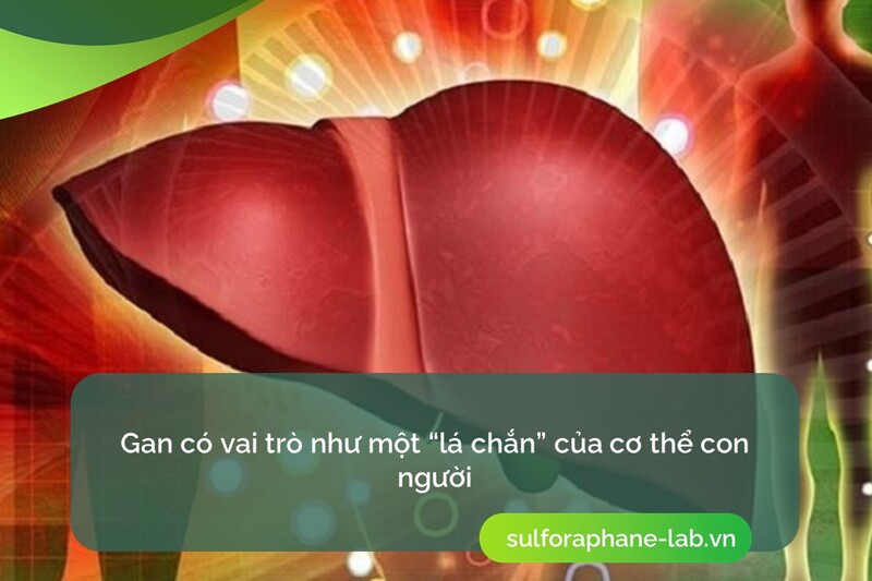 co-che-dao-thai-chat-doc-cua-hop-chat-sulforaphane-so-1.jpg