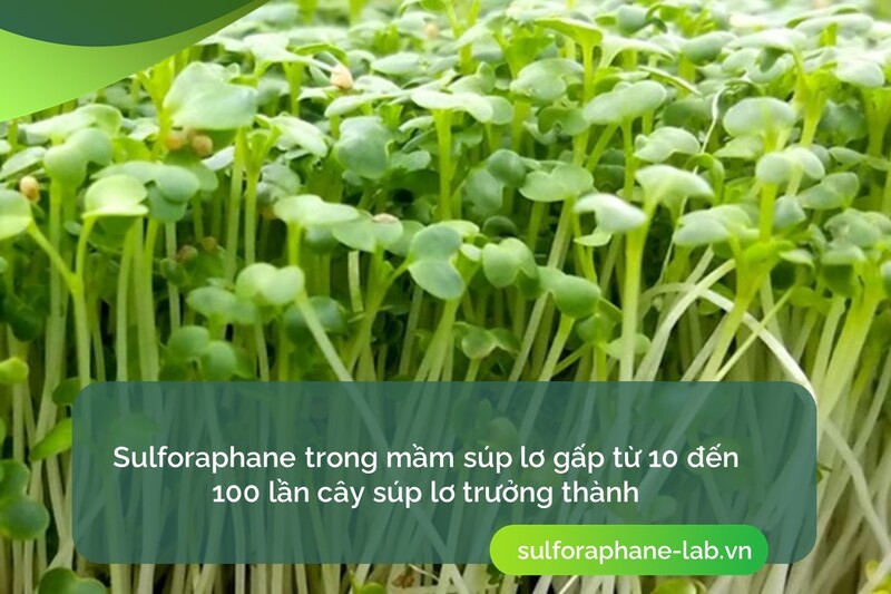 co-che-dao-thai-chat-doc-cua-hop-chat-sulforaphane-so-2.jpg