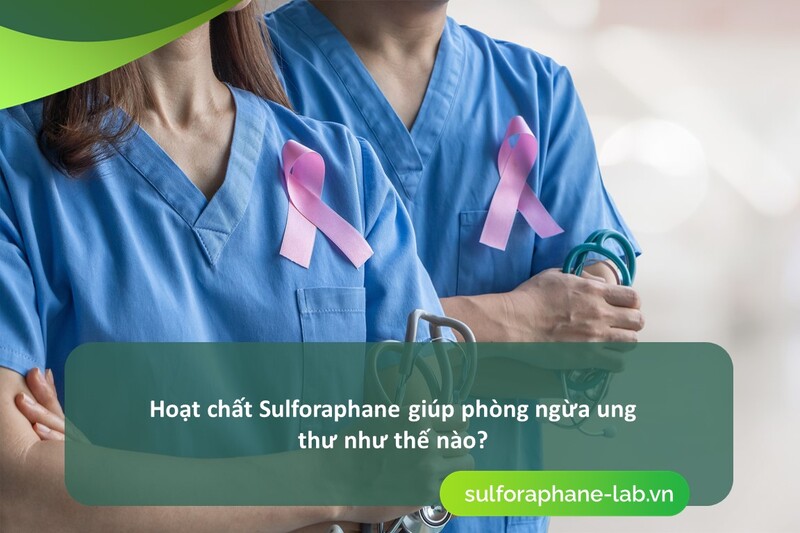 co-che-nao-cua-hoat-chat-sulforaphane-giup-phong-ngua-ung-thu-so-2.jpg