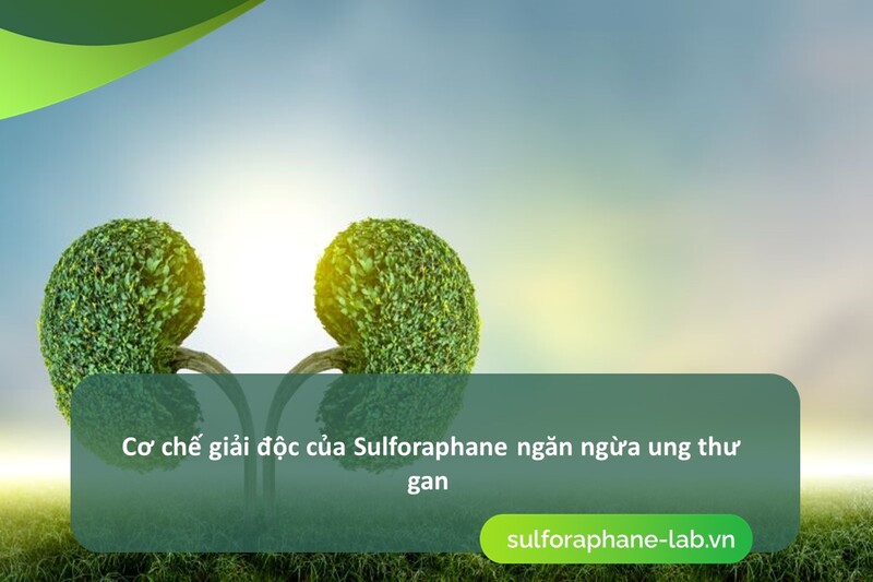 hoat-chat-sulforaphane-trong-phong-ngua-ung-thu-gan-so-3.jpg