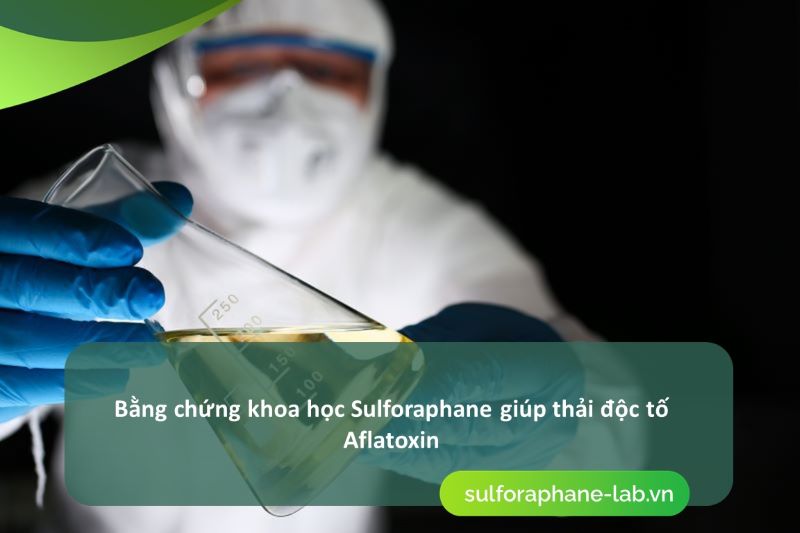 qua-trinh-dao-thai-chat-doc-cung-hoat-chat-sulforaphane-co-trong-sup-lo-xanh-so-3.jpg