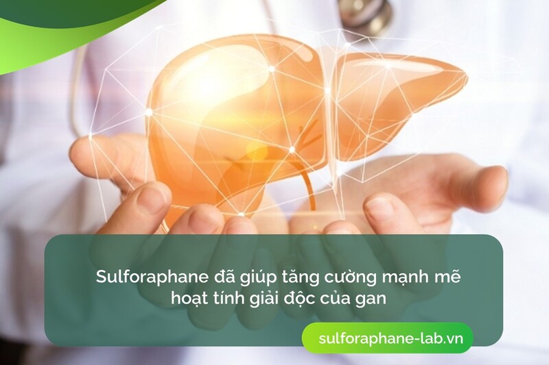 sulforaphane-co-vai-tro-gi-trong-dao-thai-chat-doc-trong-co-the-so-3.jpg