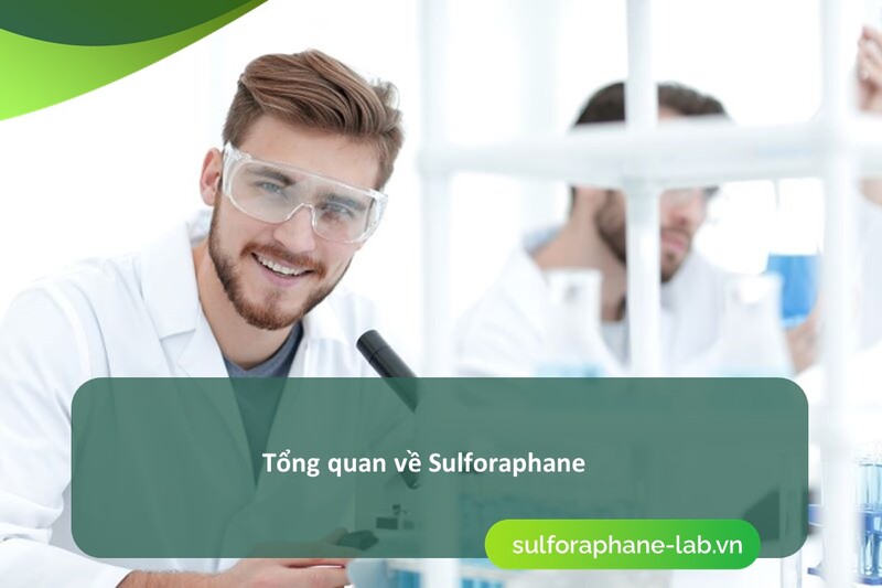 sulforaphane-hoat-chat-tu-sup-lo-va-cai-xanh-co-the-ho-tro-gan-than-khong-so-1.jpg