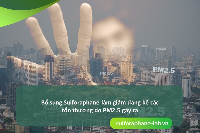 sulforaphane-lam-giam-cang-thang-oxy-hoa-va-tinh-trang-viem-so-10.jpg