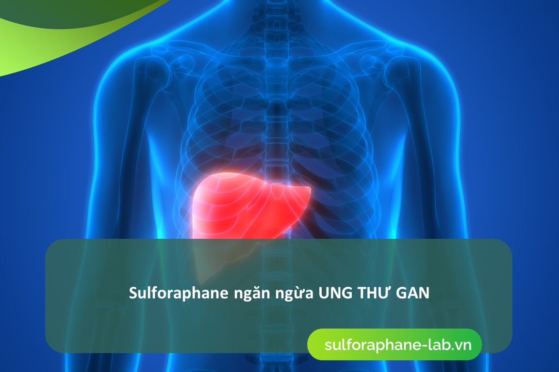 Các công dụng của Sulforaphane trong việc tăng cường sức khỏe gan