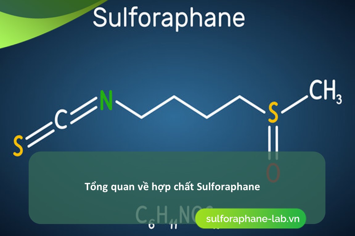 Sulforaphane có trong những thực phẩm nào?