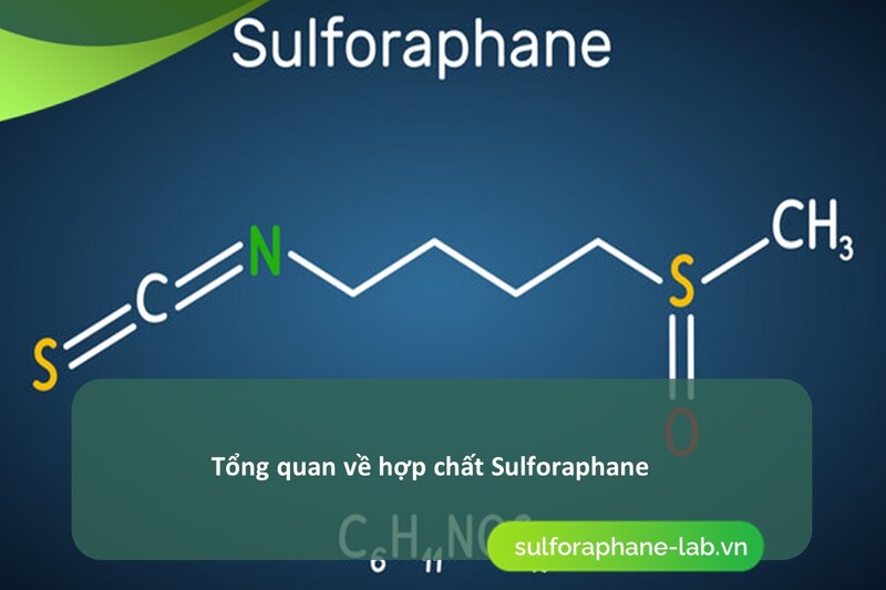 ung-dung-cua-sulforaphane-trong-khang-viem-sulforaphane-inflammation-so-1.jpg