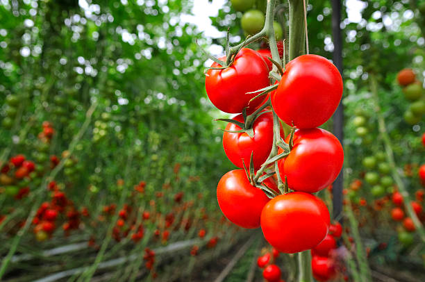 Kagome - Từ anh nông dân trồng cà chua đến ông chủ đế chế thực phẩm hàng đầu Nhật Bản!